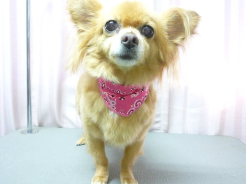 http://pet.e6.valueserver.jp/blog/P1060149.jpg