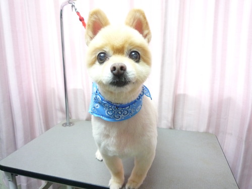http://pet.e6.valueserver.jp/blog/P1060152.jpg