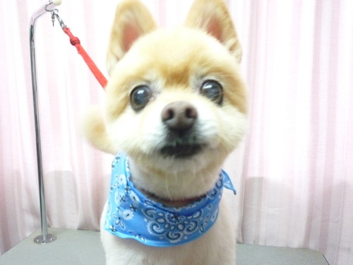 http://pet.e6.valueserver.jp/blog/P1060153.jpg