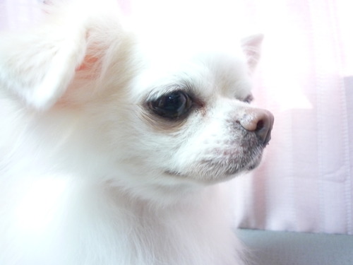 http://pet.e6.valueserver.jp/blog/P1060156.jpg