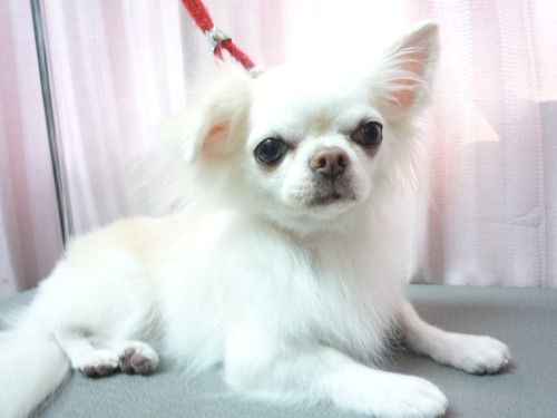 http://pet.e6.valueserver.jp/blog/P1060157.jpg