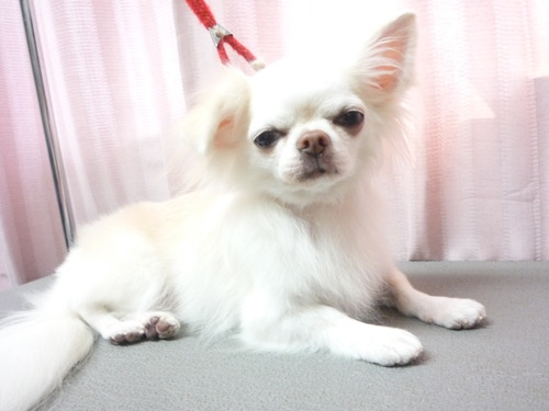 http://pet.e6.valueserver.jp/blog/P1060158.jpg