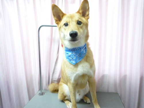 http://pet.e6.valueserver.jp/blog/P1060163.jpg