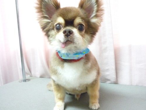 http://pet.e6.valueserver.jp/blog/P1060175.jpg