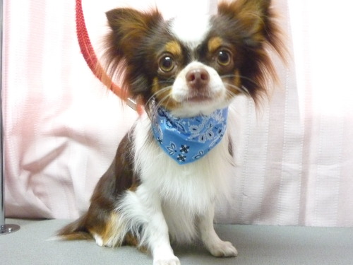 http://pet.e6.valueserver.jp/blog/P1060181.jpg