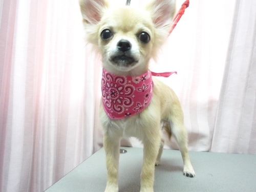 http://pet.e6.valueserver.jp/blog/P1060189.jpg