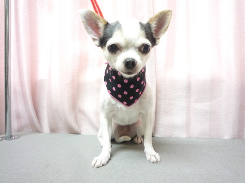 http://pet.e6.valueserver.jp/blog/P1060204.jpg