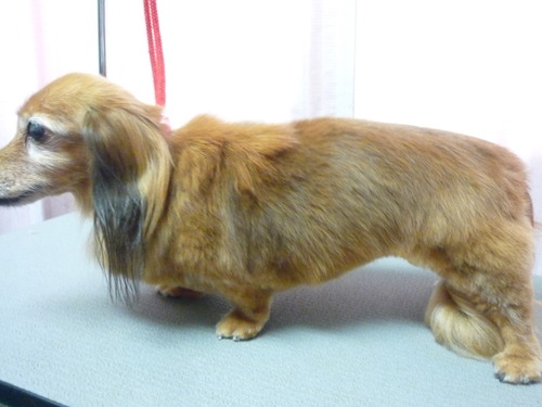 http://pet.e6.valueserver.jp/blog/P1060211.jpg