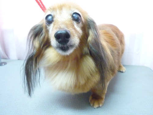 http://pet.e6.valueserver.jp/blog/P1060212.jpg