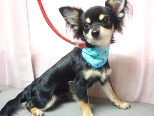 http://pet.e6.valueserver.jp/blog/P1060235.jpg
