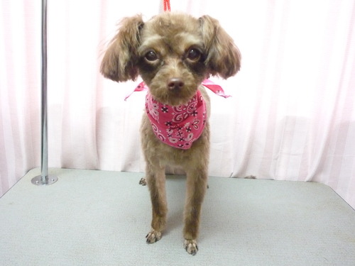http://pet.e6.valueserver.jp/blog/P1060238.jpg