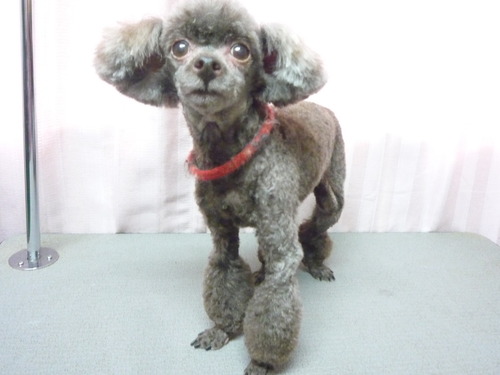 http://pet.e6.valueserver.jp/blog/P1060240.jpg