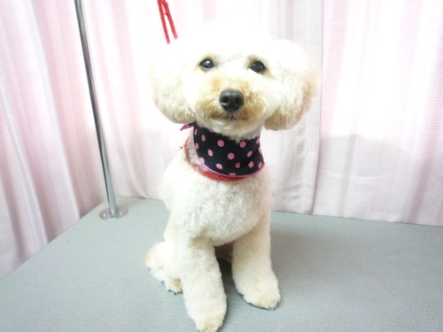 http://pet.e6.valueserver.jp/blog/P1060247.jpg