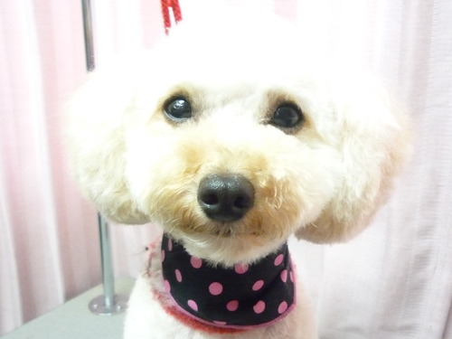 http://pet.e6.valueserver.jp/blog/P1060251.jpg