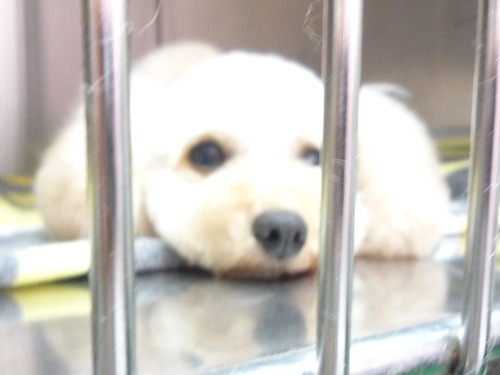 http://pet.e6.valueserver.jp/blog/P1060257.jpg