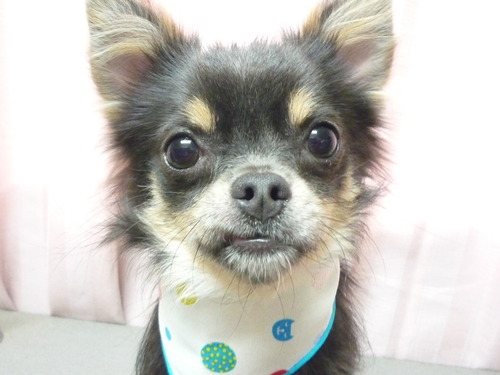 http://pet.e6.valueserver.jp/blog/P1060262.jpg