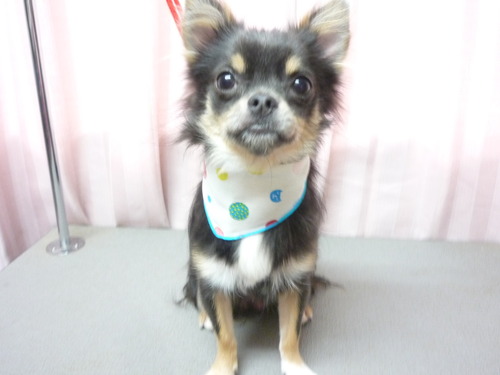 http://pet.e6.valueserver.jp/blog/P1060263.jpg