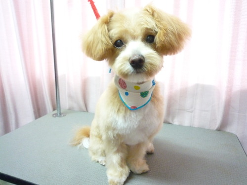 http://pet.e6.valueserver.jp/blog/P1060271.jpg