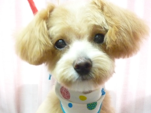 http://pet.e6.valueserver.jp/blog/P1060279.jpg