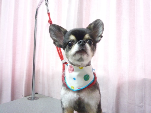 http://pet.e6.valueserver.jp/blog/P1060284.jpg