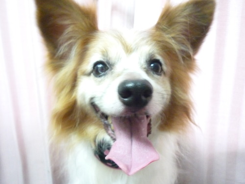 http://pet.e6.valueserver.jp/blog/P1060293.jpg