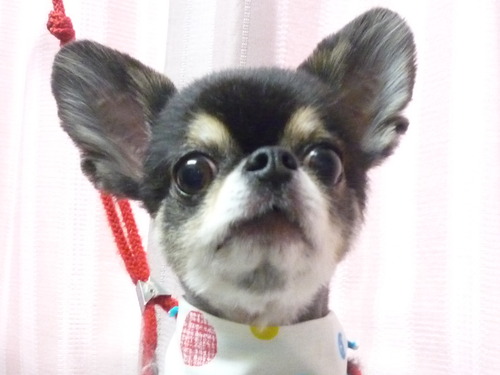 http://pet.e6.valueserver.jp/blog/P1060295.jpg