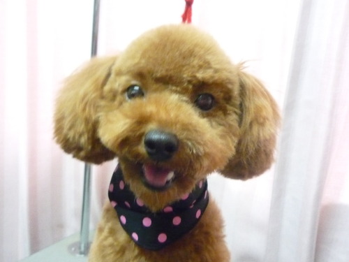 http://pet.e6.valueserver.jp/blog/P1060302.jpg