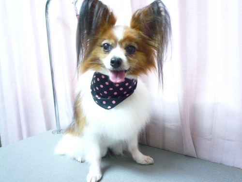 http://pet.e6.valueserver.jp/blog/P1060305.jpg