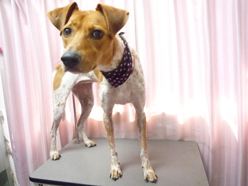 http://pet.e6.valueserver.jp/blog/P1060310.jpg