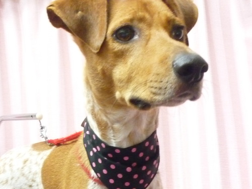 http://pet.e6.valueserver.jp/blog/P1060312.jpg