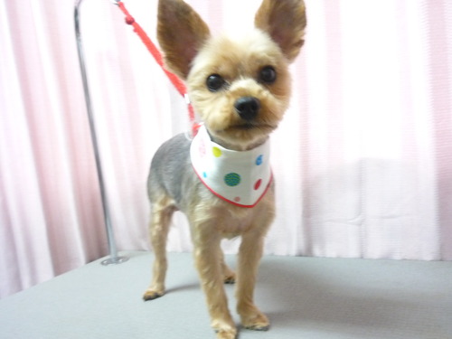 http://pet.e6.valueserver.jp/blog/P1060321.jpg