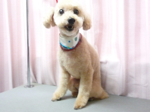 http://pet.e6.valueserver.jp/blog/P1060327.jpg
