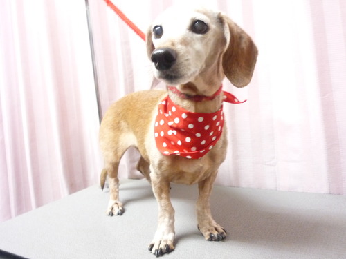 http://pet.e6.valueserver.jp/blog/P1060346.jpg