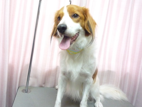 http://pet.e6.valueserver.jp/blog/P1060364.jpg