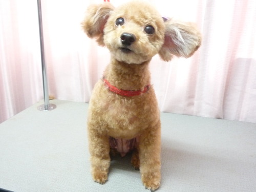 http://pet.e6.valueserver.jp/blog/P1060372.jpg