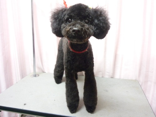 http://pet.e6.valueserver.jp/blog/P1060374.jpg