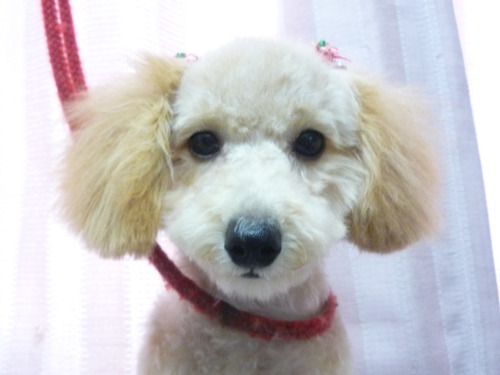 http://pet.e6.valueserver.jp/blog/P1060388.jpg