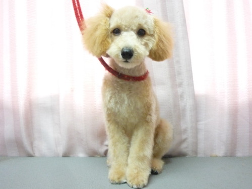 http://pet.e6.valueserver.jp/blog/P1060389.jpg