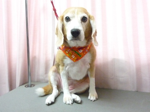 http://pet.e6.valueserver.jp/blog/P1060393.jpg