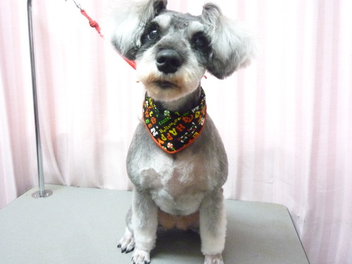 http://pet.e6.valueserver.jp/blog/P1060395.jpg