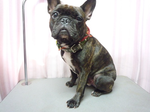 http://pet.e6.valueserver.jp/blog/P1060402.jpg