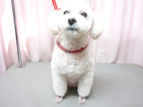 http://pet.e6.valueserver.jp/blog/P1060405.jpg
