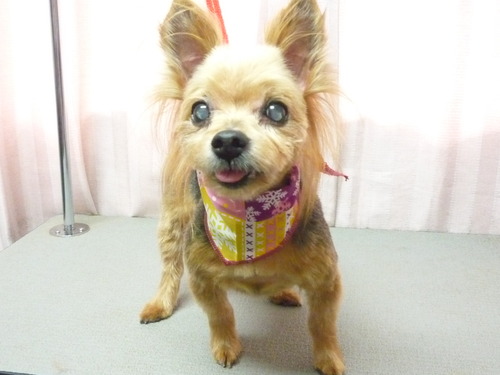 http://pet.e6.valueserver.jp/blog/P1060412.jpg