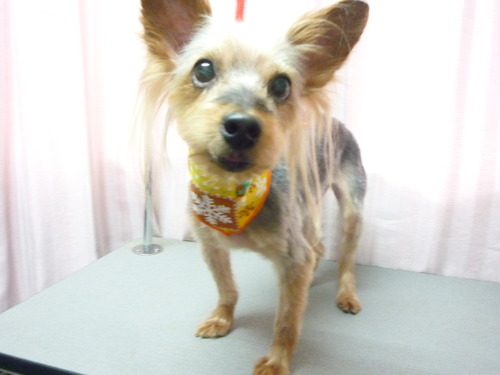 http://pet.e6.valueserver.jp/blog/P1060413.jpg