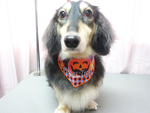 http://pet.e6.valueserver.jp/blog/P1060426.jpg
