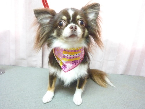 http://pet.e6.valueserver.jp/blog/P1060444.jpg
