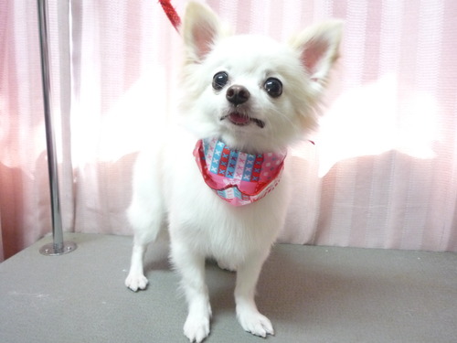 http://pet.e6.valueserver.jp/blog/P1060446.jpg
