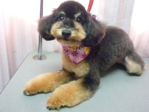 http://pet.e6.valueserver.jp/blog/P1060449.jpg