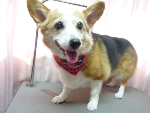 http://pet.e6.valueserver.jp/blog/P1060456.jpg