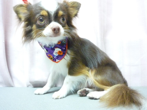 http://pet.e6.valueserver.jp/blog/P1060468.jpg